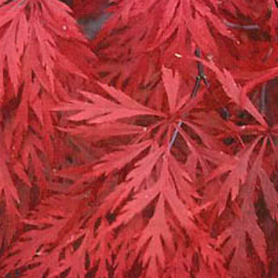 MAPLE, JAP. ORANGEOLA 30"