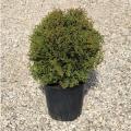 ARBORVITAE, HETZ MIDGET 2 GALLON