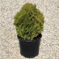 Little Giant Arborvitae 3-5G