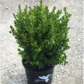 BOXWOOD, BABY GEM 2 GALLON