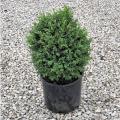 Green Mountain Boxwood 3-5G