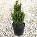 BOXWOOD, GREEN VELVET 2 GALLON