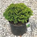 Green Velvet Boxwood 3-5G