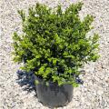 Wintergreen Boxwood 3-5G