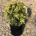 OSMANTHUS, GOSHIKI 3-5 GALLON