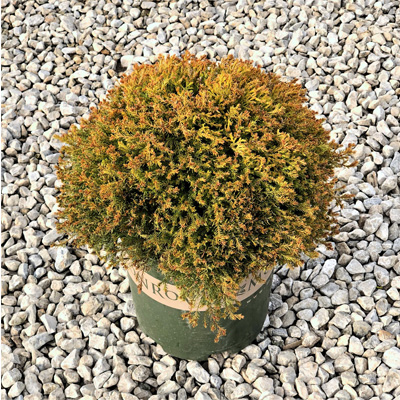 Fire Chief Arborvitae | Suburban Lawn & Garden