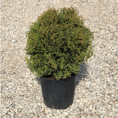 Hetz Midget Arborvitae 2G