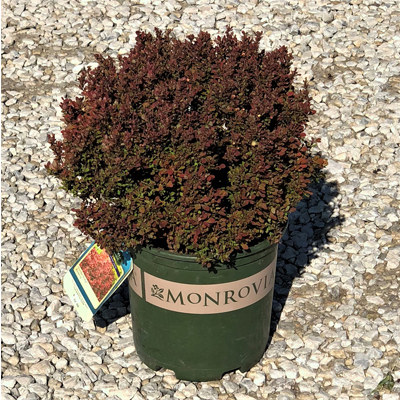 BARBERRY, GOLDEN RUBY 2 GALLON