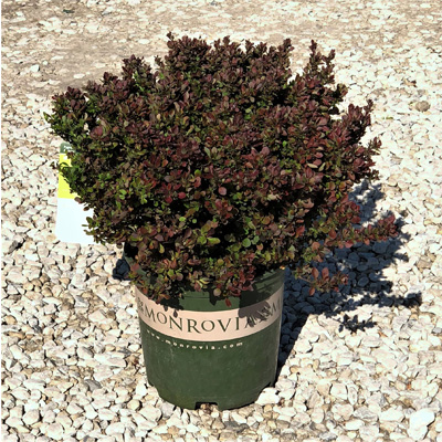 BARBERRY, PYGMY RUBY 2 GALLON