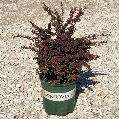 BARBERRY, ROSE GLOW 2 GALLON