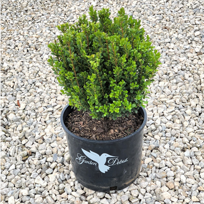 BOXWOOD, BABY GEM 3-5 GALLON