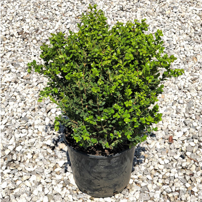 BOXWOOD, EMERALD JEWEL 3-5 GAL