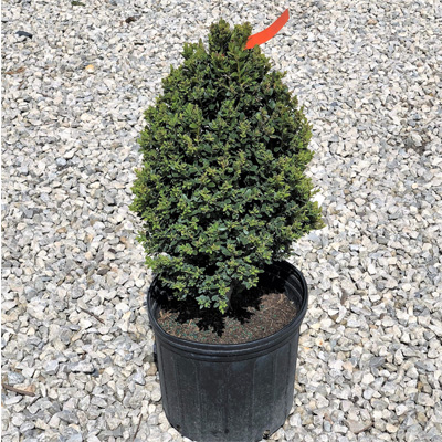 Green Mountain Boxwood