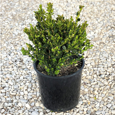 Winter Gem Boxwood 2G