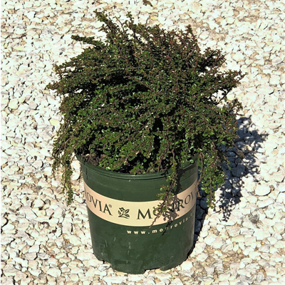 COTONEASTER, TOM THUMB 2 GALLON