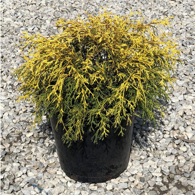 FALSECYPRESS, KINGS GOLD 3-5 GAL