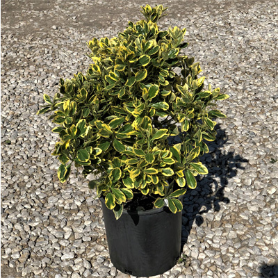 EUONYMUS, CHOLLIPO 2 GALLON