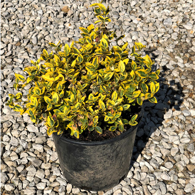 EUONYMUS, EMERALD 'N GOLD 2 GAL