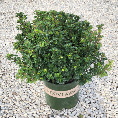 HOLLY, LITTLE RASCAL 3-5 GALLON