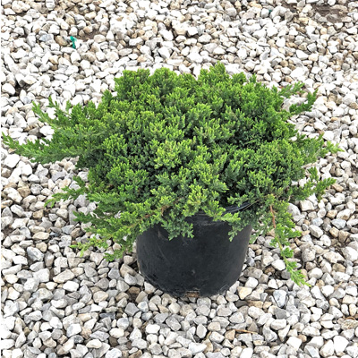 JUNIPER, GREEN MOUND 2 GALLON