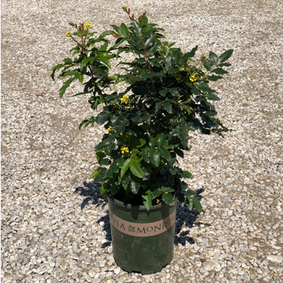 MAHONIA, COMPACT 3-5 GALLON