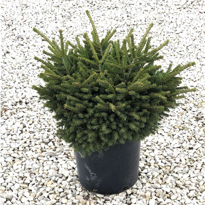 SPRUCE, BERGMAN'S GEM 3-5 GALLON