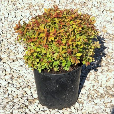 SPIREA, MAGIC CARPET 2 GALLON