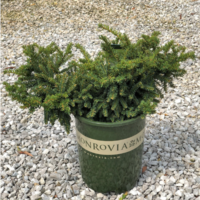 YEW, EMERALD SPREADER 3-5 GALLON