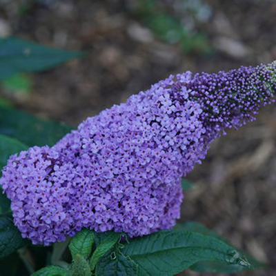 BUTTERFLY BUSH, PUG. AMETHYST 2G