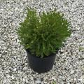 Northern Charm Boxwood 3-5 G