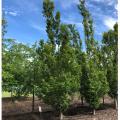 Columnar Hornbeam (3")