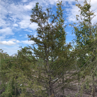 Bald Cypress Clump Tree (2")