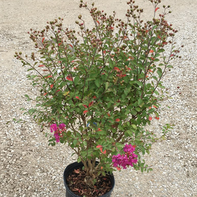 CRAPE MYRTLE, ROYALTY 3-5 GALLON