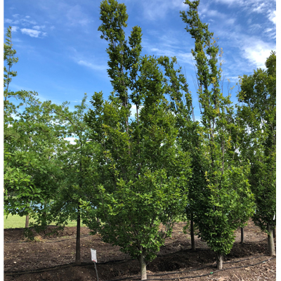 Columnar Hornbeam (3")