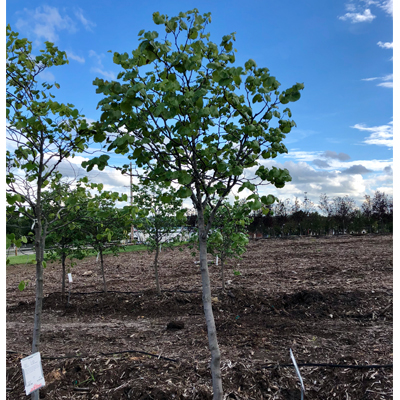 REDBUD, OKLAHOMA 2"