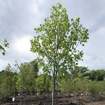 TULIP TREE 2"