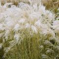 GRASS, LITTLE FTN MAIDEN 1 GAL