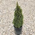 SPRUCE, JEAN'S DILLY 3-5 GALLON