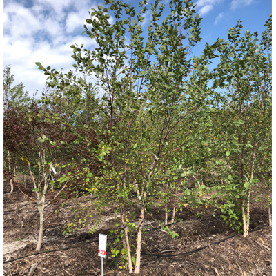 Dura Heritage River Birch - Clump (1.5")