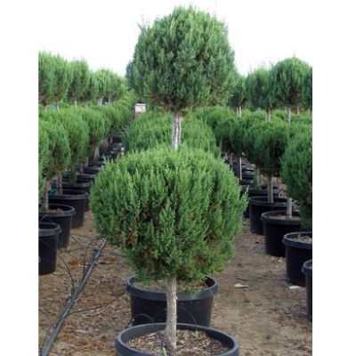 JUNIPER, BLUE POINT 2 TIER PDL 5