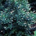 CLETHRA, PINK SPIRE 3-5 GALLON