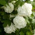 VIBURNUM, EASTERN SNOWBALL 3-5 G