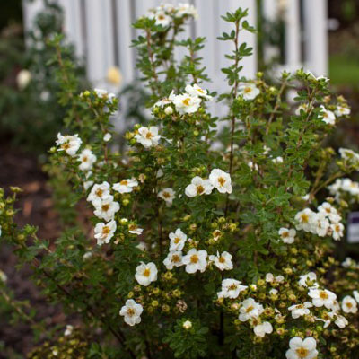 POTENTILLA, CREME BRULEE 2 GAL