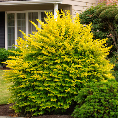 PRIVET, GOLDEN VICARY 2 GALLON