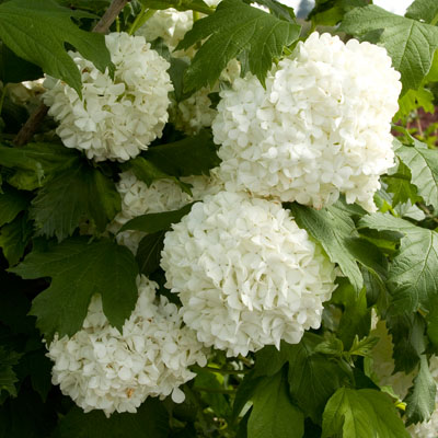 VIBURNUM, EASTERN SNOWBALL 2 GAL