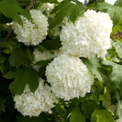 Eastern Snowball Viburnum 3-5G