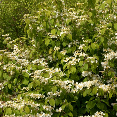 VIBURNUM, SHASTA 3-5 GALLON