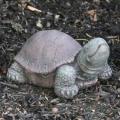 Tortoise (X-Small)