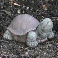 TORTOISE, X-SMALL 4#   DS