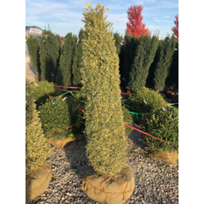 Variegated English Boxwood 4.5'